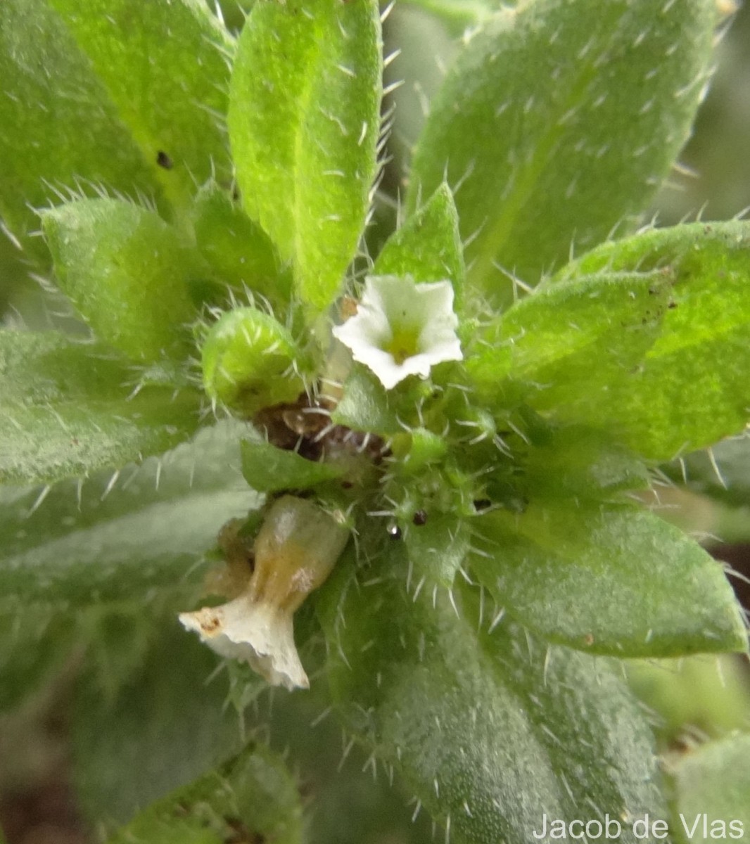 Euploca marifolia (J.Koenig ex Retz.) Ancy & P.Javad